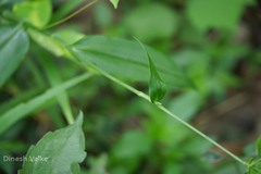 Aneilema scaberrimum